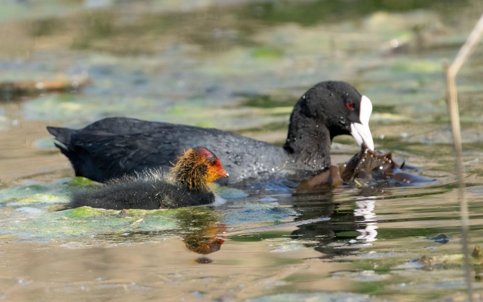 Coot on the water
