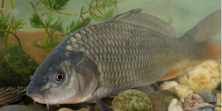 Freshwater fish