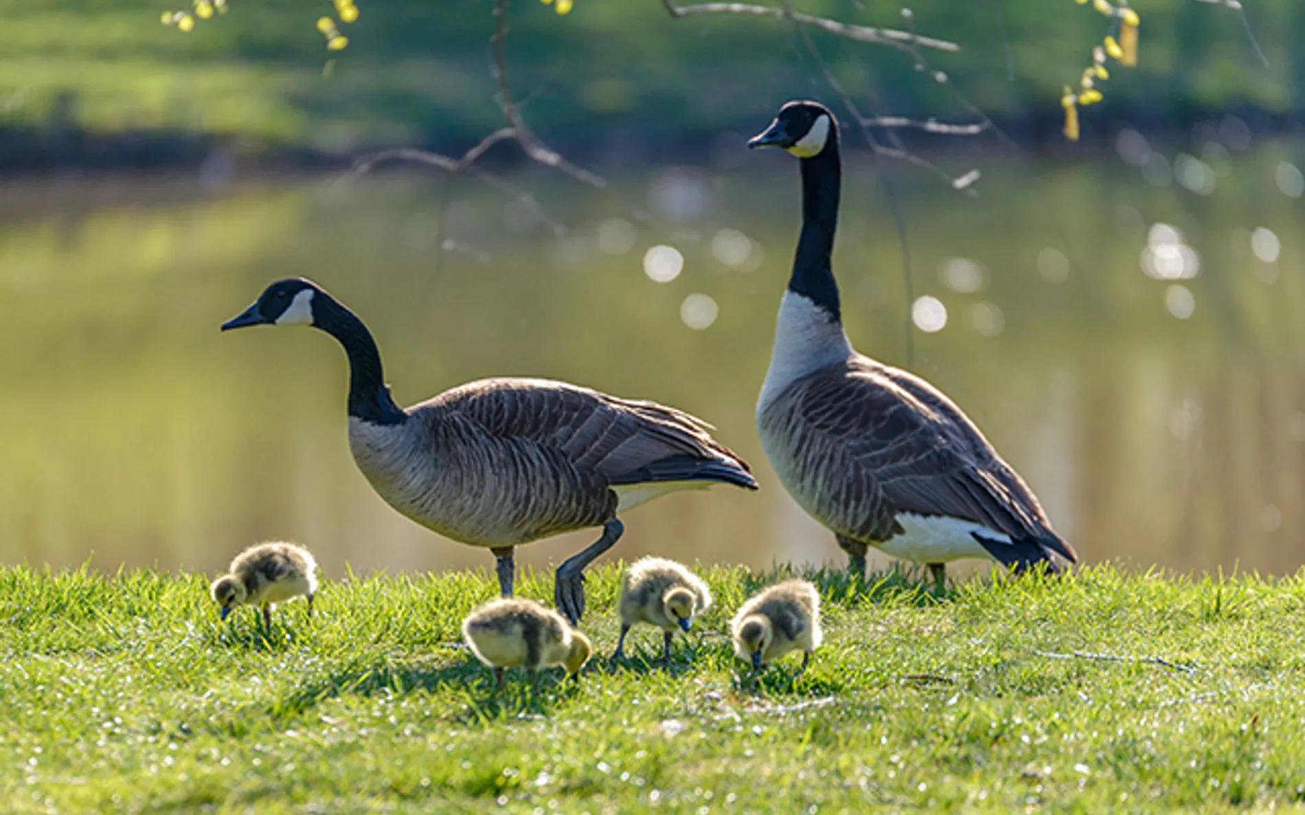 Canada geese near open water